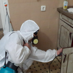 Дезинфекция от муравьев в квартире в Северобайкальске